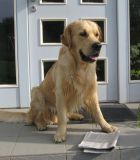 Hund bewacht die Tageszeitung